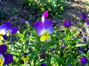 Viola Pansy